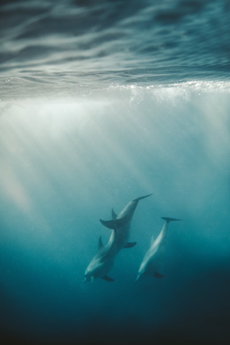 Underwater Photo Of Three Dolphins Swimming