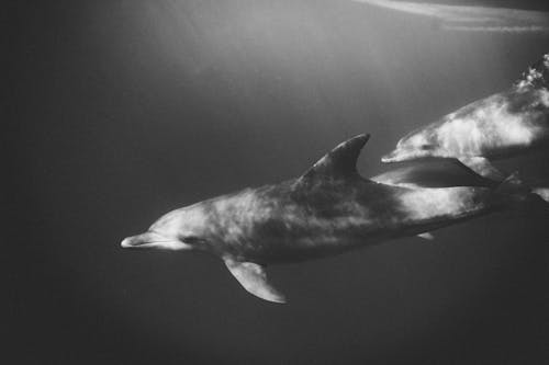Free Monochrome Photo of Dolphins Underwater Stock Photo