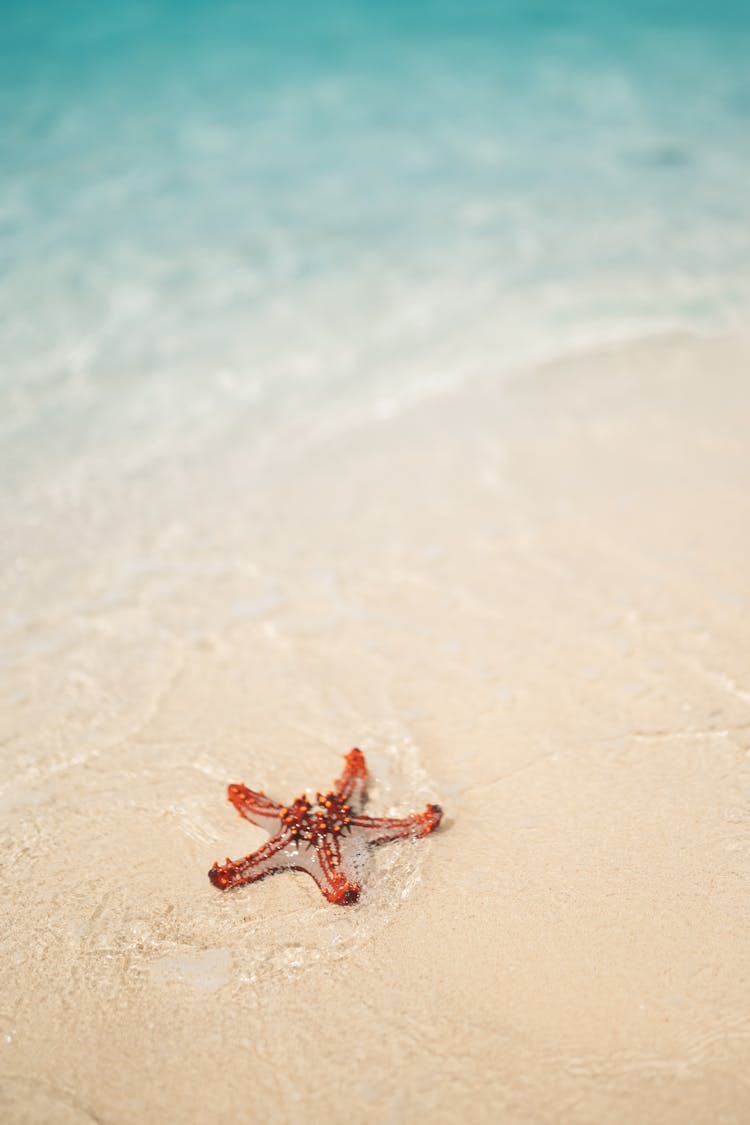 Close-Up Photo Of A Starfish On The Shore