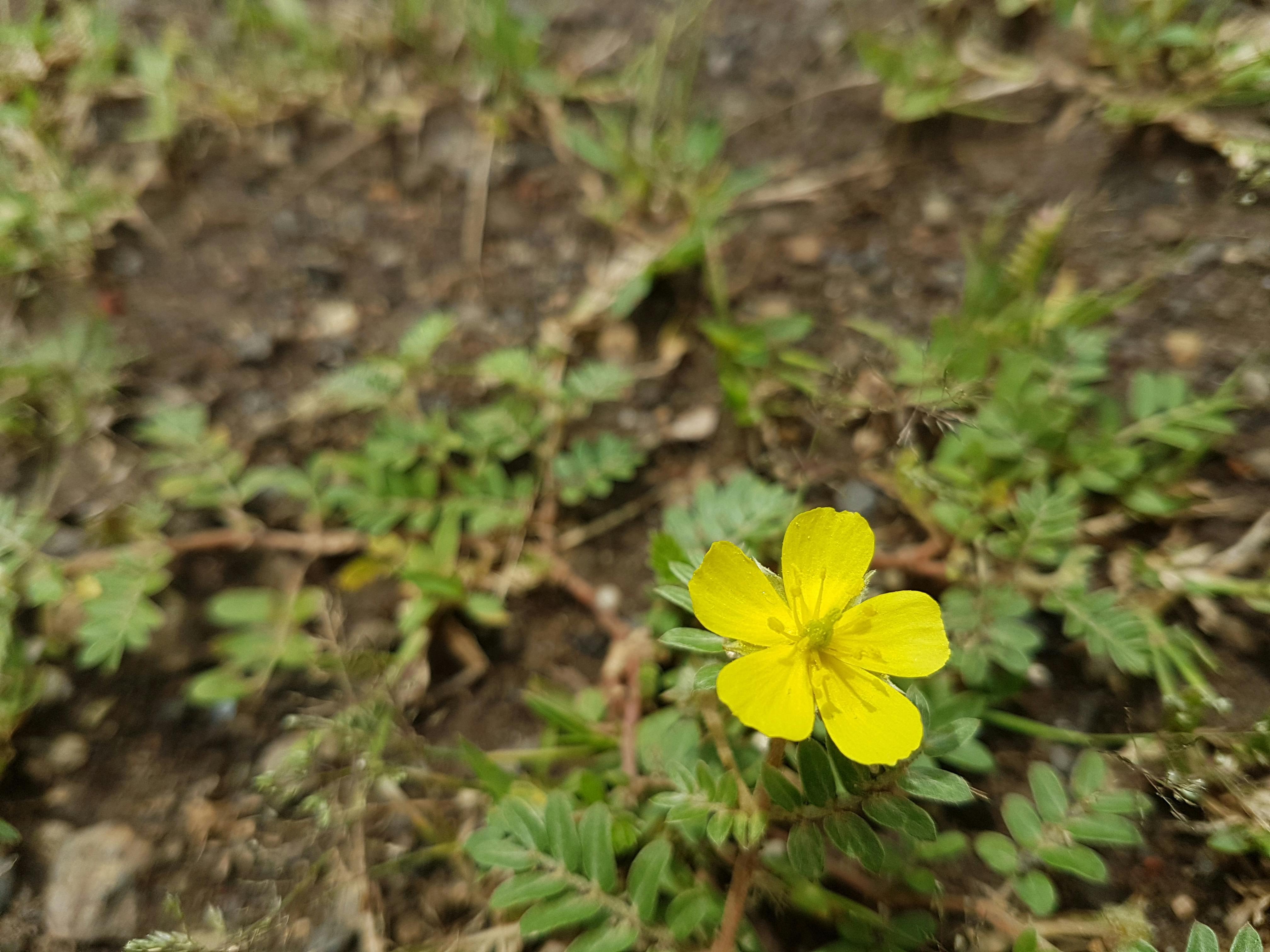 Solved Remove Yellow Tint On Galaxy S7 Samsung