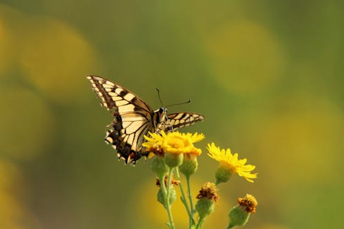 Tiger Swallowtail Butterfly Perched on Yellow Flower in Close Up Photography