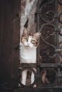 White and Brown Cat on Brown Wooden Fence