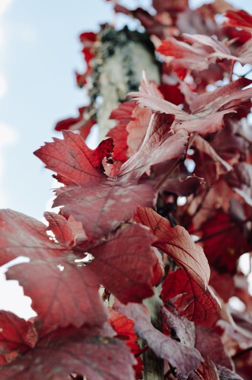 Immagine gratuita di autunno, avvicinamento, foglie d'acero