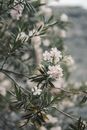 White Cherry Blossom in Bloom