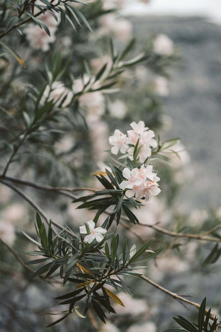 White Frangipani Flowers In Bloom