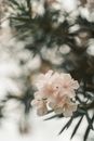 White and Pink Flower in Tilt Shift Lens