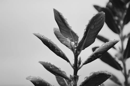 Grayscale Photo of Leaves with Water Droplets