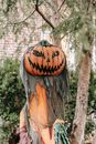 Spooky scarecrow with pumpkin with jack o lantern pumpkin head and worn clothes placed on yard near tree against green bush and brick house
