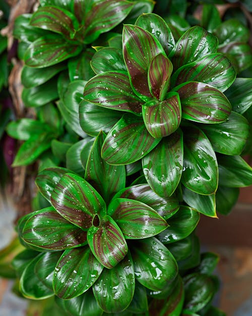 Green Plant in Close Up Photography