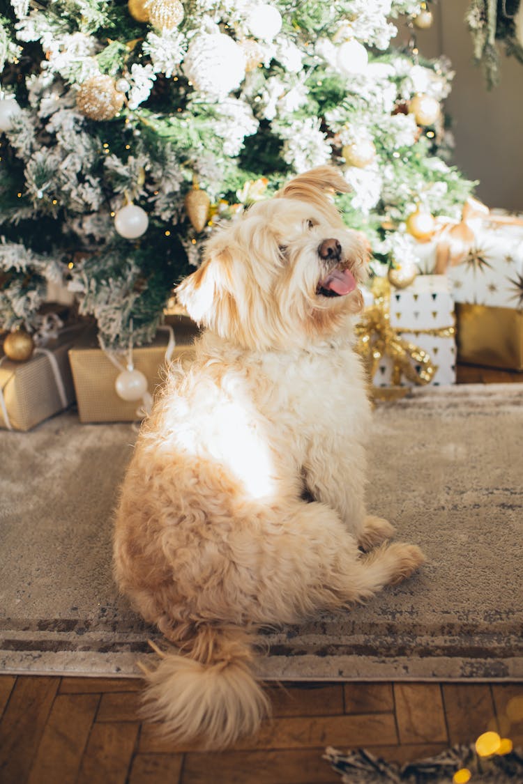 Long Coat Dog Sitting On Carpet Near Christmas Tree