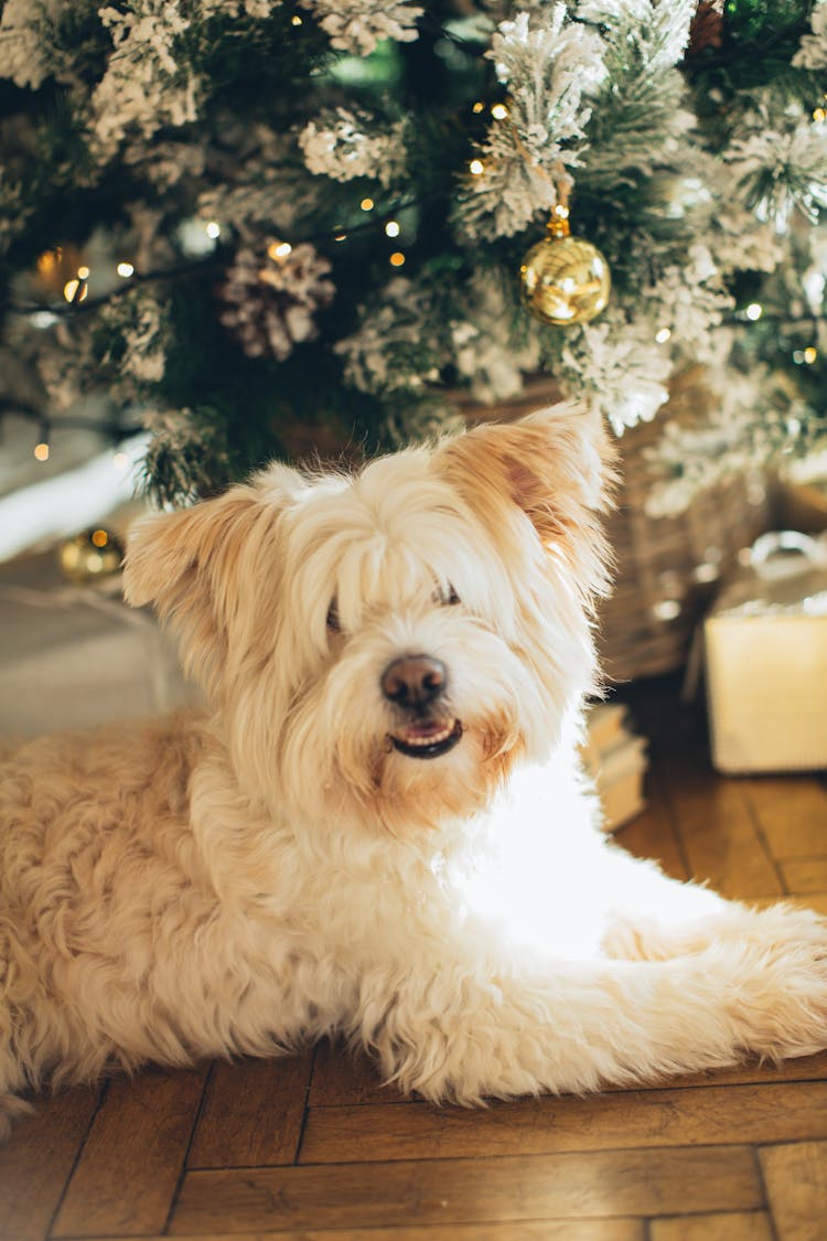 Dog Lying Beside A Christmas Tree