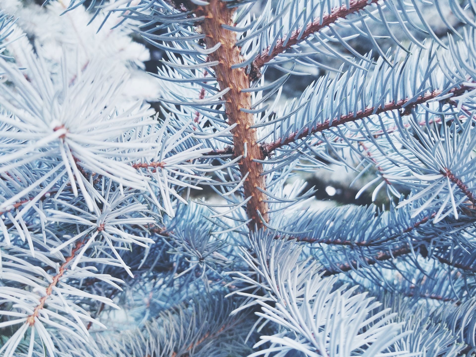 Intricate close-up of blue pine branches with frosty needles in winter season.