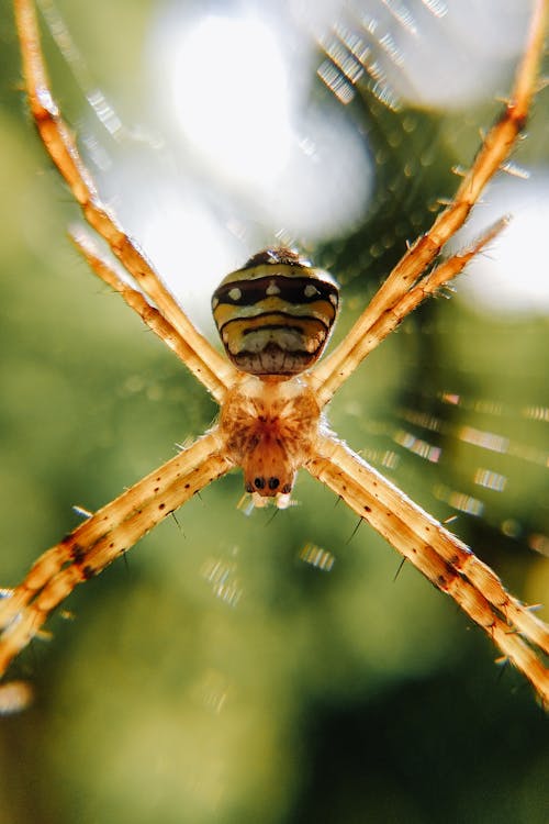 Closeup of Argiope anasuja spider predatory arachnid with unsegmented body and rounded abdomen on cobweb