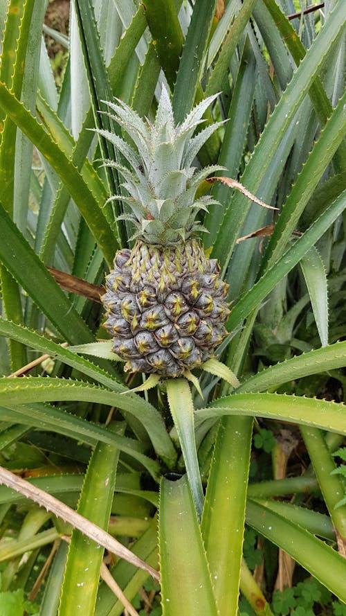 Photo of Green Pineapple Fruit of a Plant