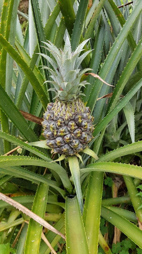 Immagine gratuita di agricoltura, agrume, ananas