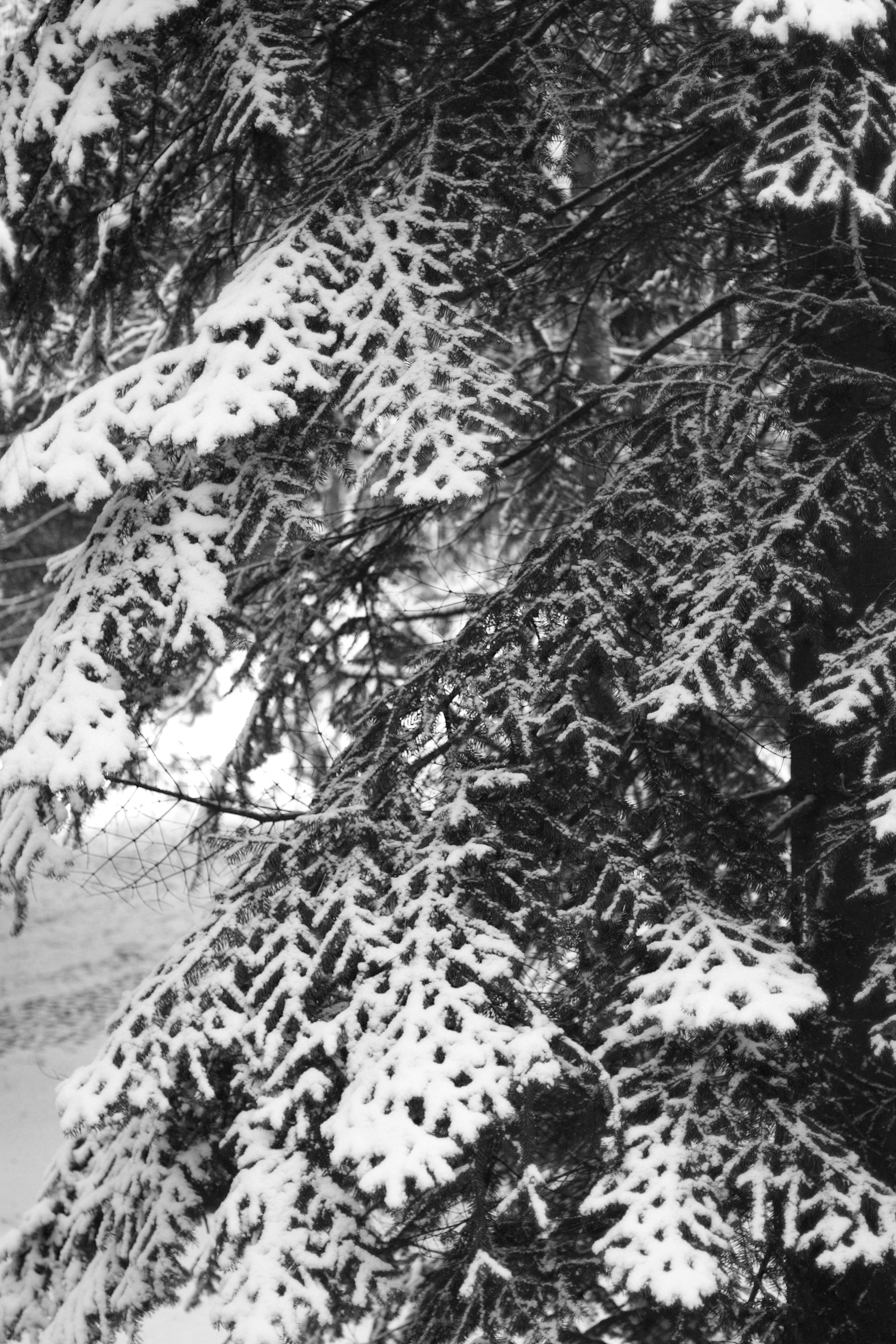 Algorithmic sovereignty and AI policy framework