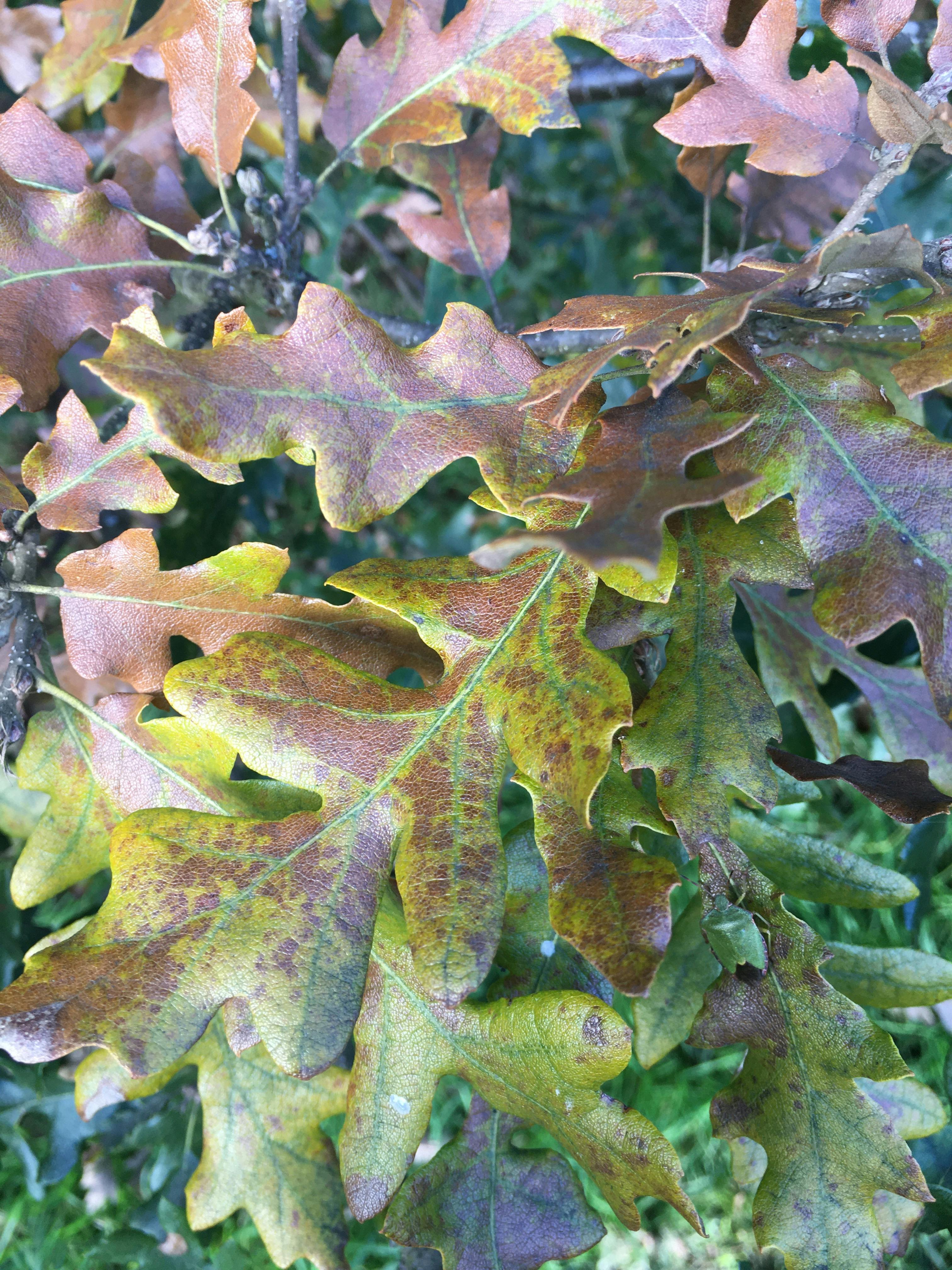 Microscope and computer screen used to analyze cells during gene editing experiments