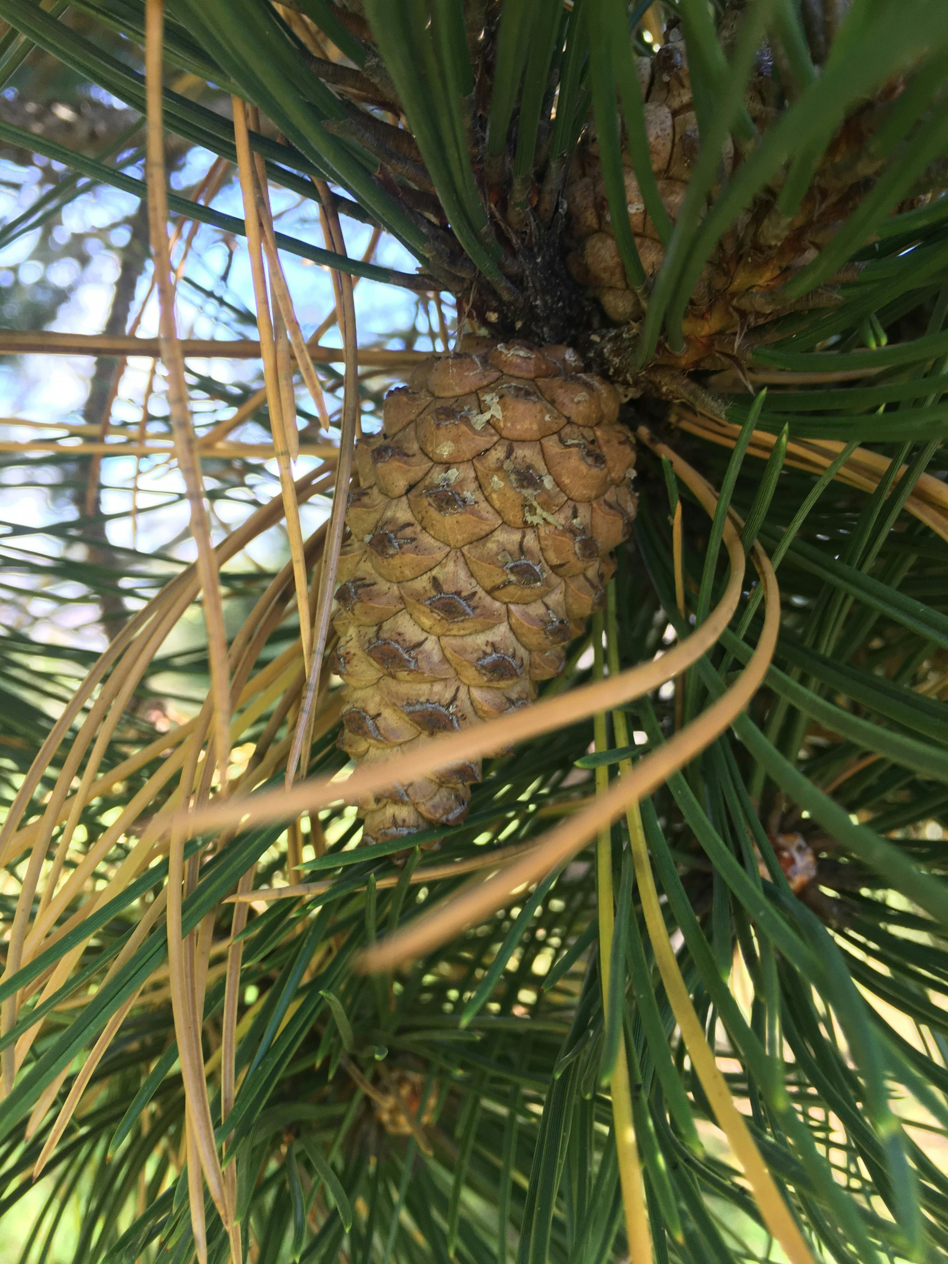 Close-up of DNA helix illustration on a computer screen with scientist in background