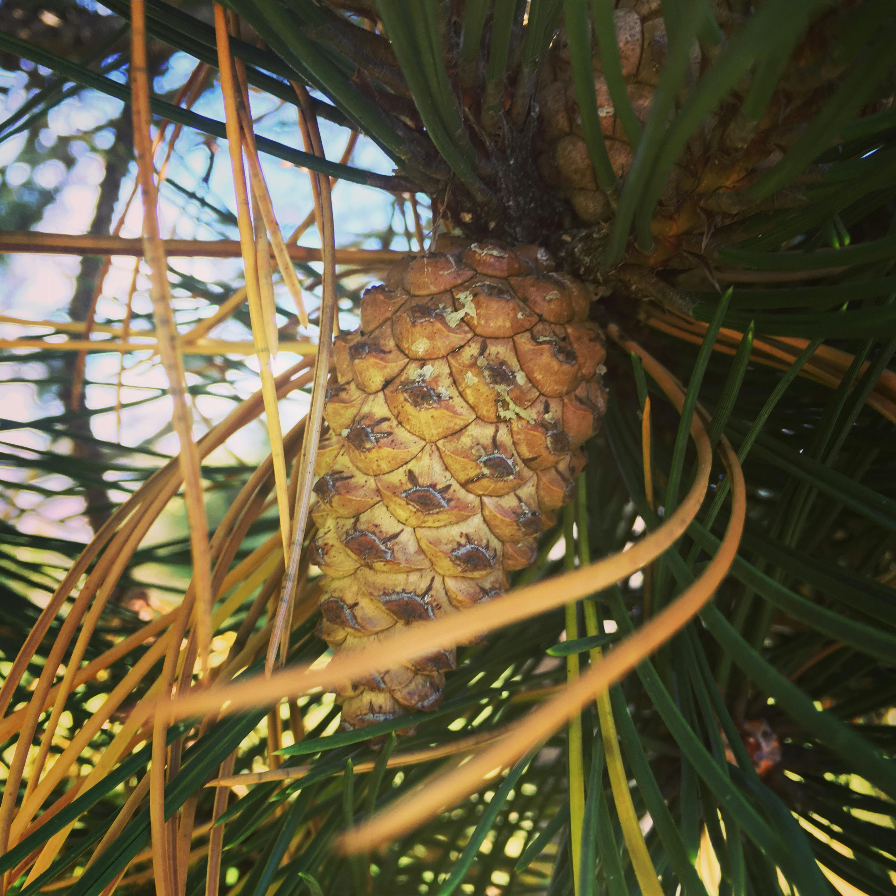 Abstract illustration of human brain and gut connected by neural and molecular pathways