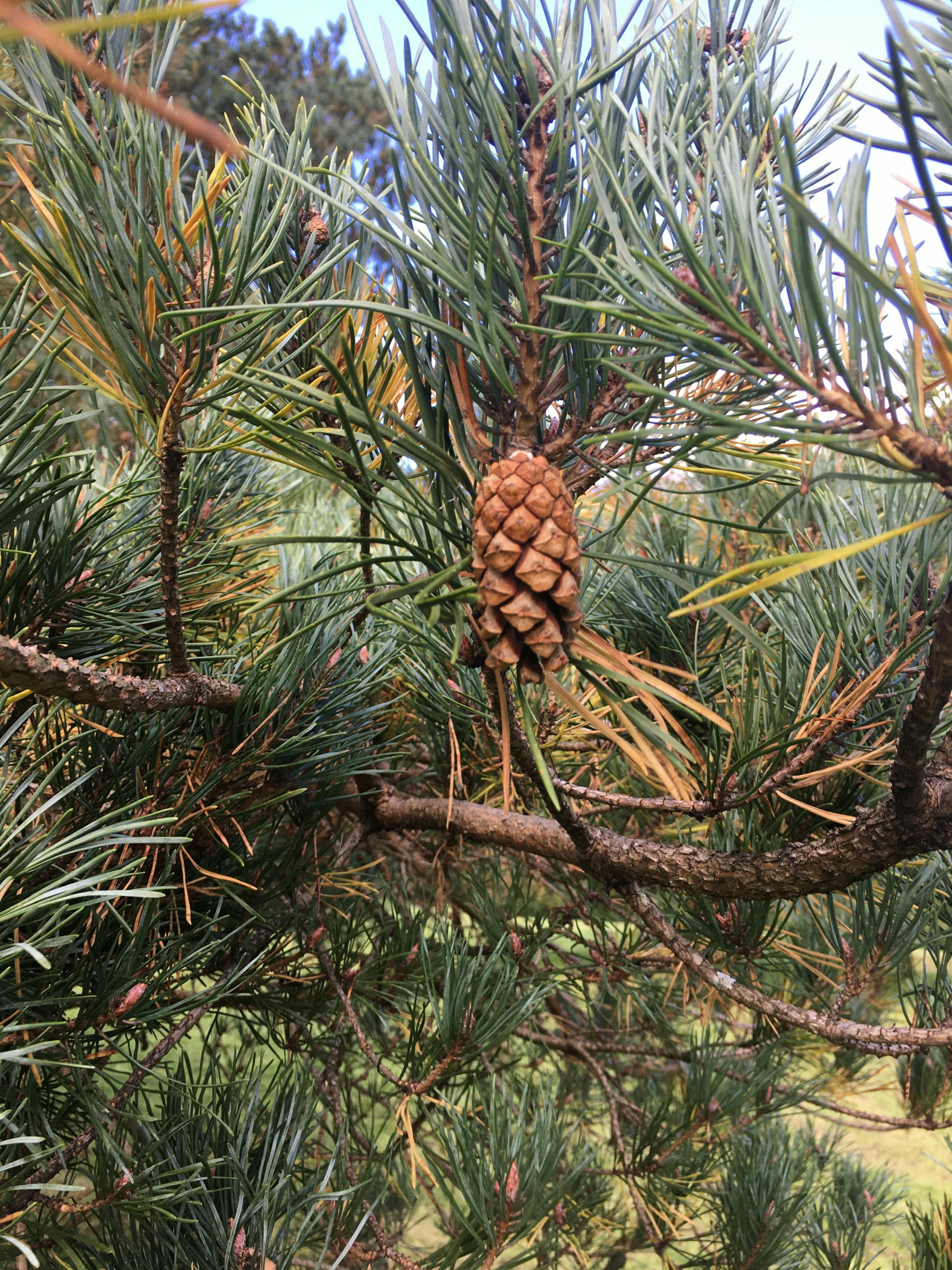 AI-driven environmental monitoring system using IoT sensors in 2025