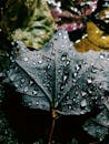 Water Droplets on Green Leaf