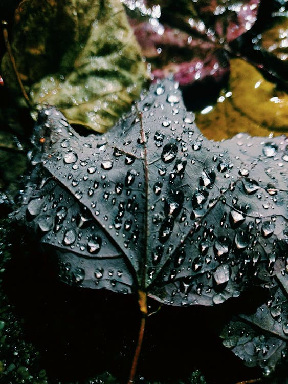 Water Droplets on Green Leaf