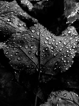单色画面中，湿叶与雨滴的特写镜头
