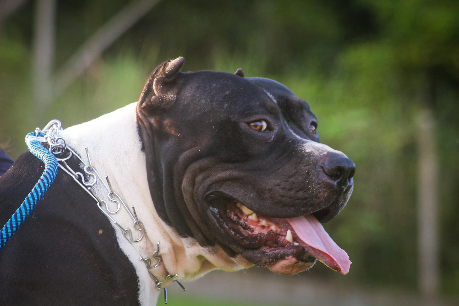 Portrait of a Dog