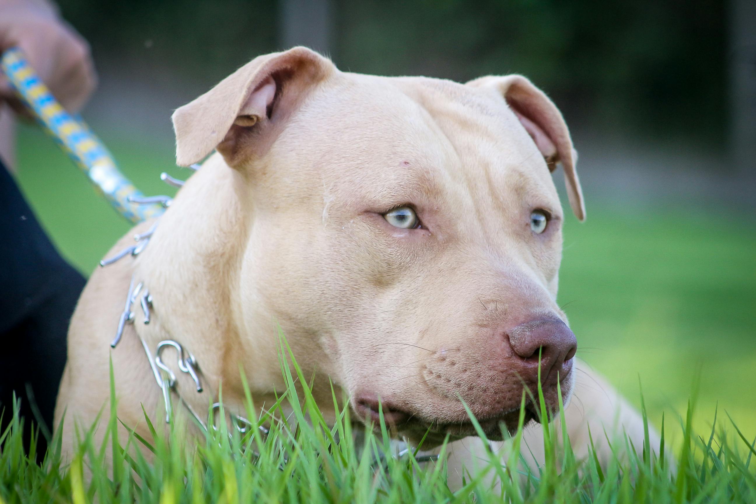 Pitbull Photos, Download The BEST Free Pitbull Stock Photos & HD Images