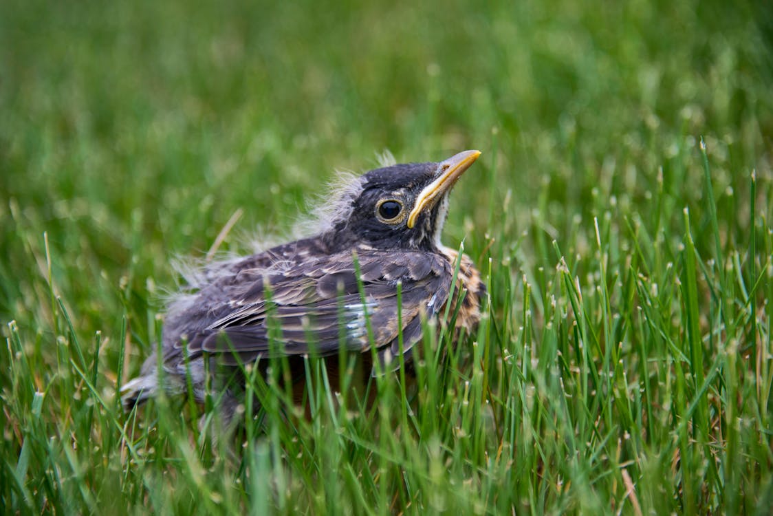Free A Blackbird on Green Grass in Close Up Photography Stock Photo
