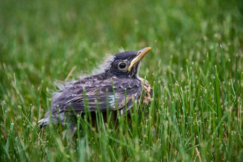 Free Close-up of a young bird in grass, showcasing its feathers and environment. Stock Photo