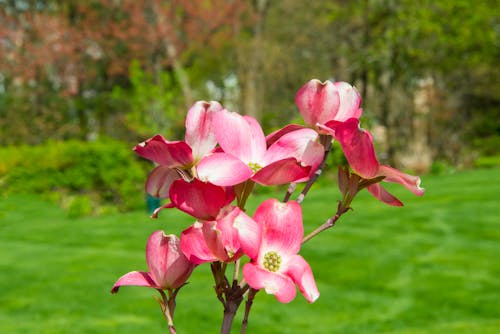 Free stock photo of blossom, dogwood, flowers