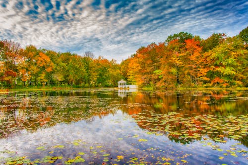 Free Pond in Autumn Surrounded by Colorful Trees Reflecting in the Calm Waters  Stock Photo