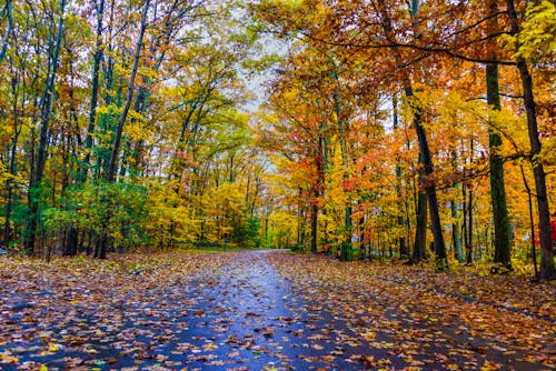 A Road Covered in Fallen Leaves