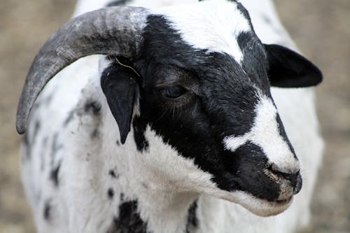 Free Headshot of a Black and White Ram Stock Photo