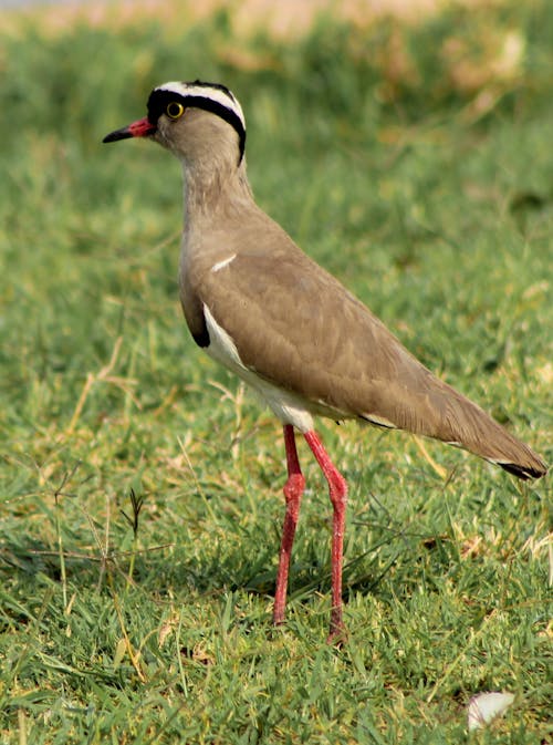 Free A Crowned Lapwing on Green Grass Stock Photo