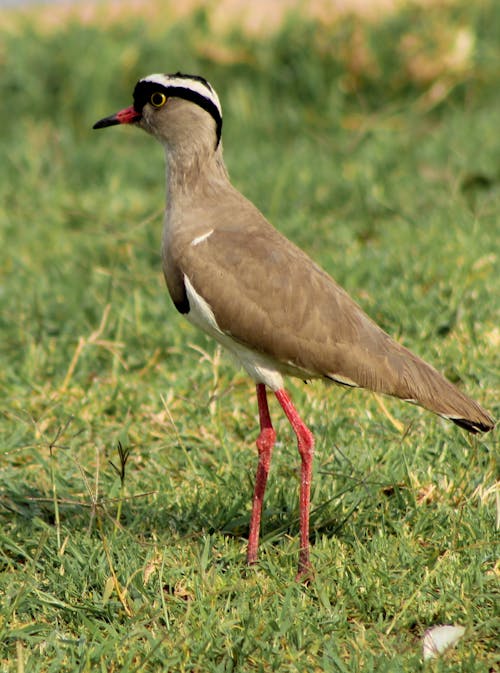 A Crowned Lapwing on Green Grass