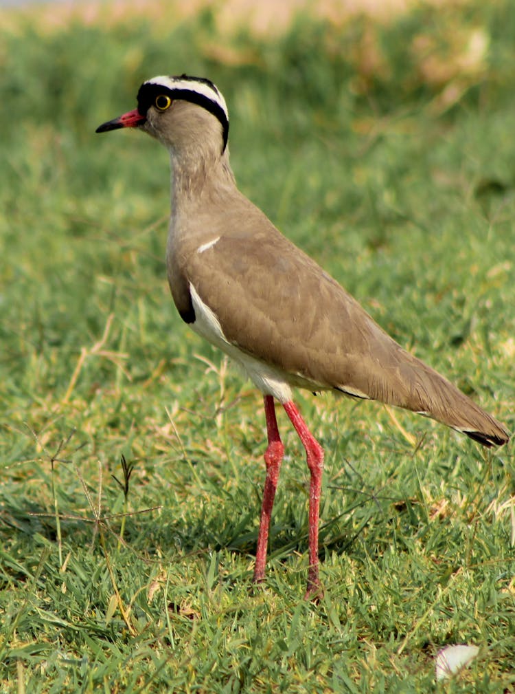 A Crowned Lapwing On Green Grass