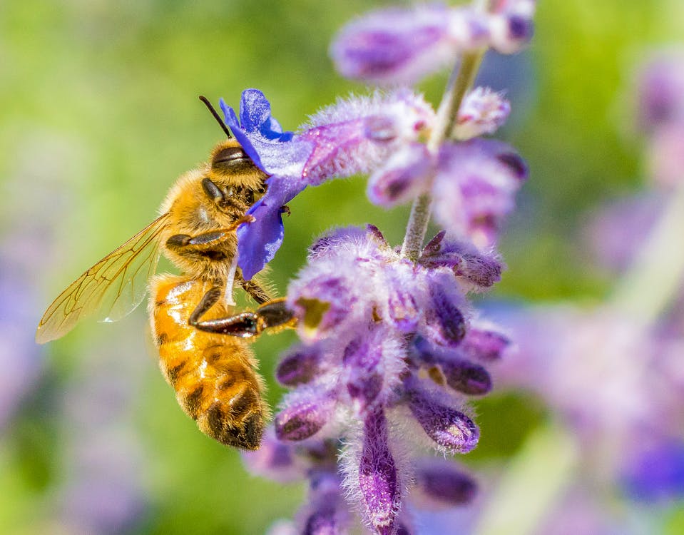 Ilmainen kuvapankkikuva tunnisteilla ampiainen, hunaja, hyönteinen