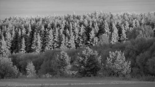 Black and White Photo of Forest on Hill