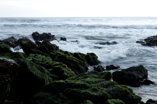 Free stock photo of sea, sea beach, seashore