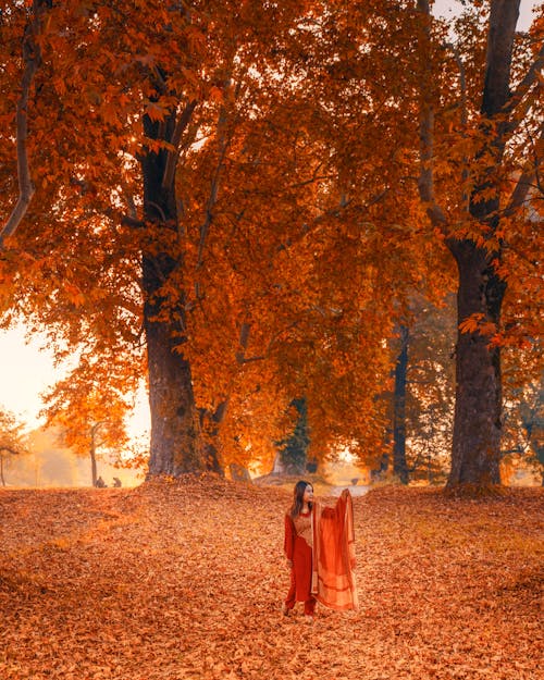 Darmowe zdjęcie z galerii z drzewo, jesień, kobieta