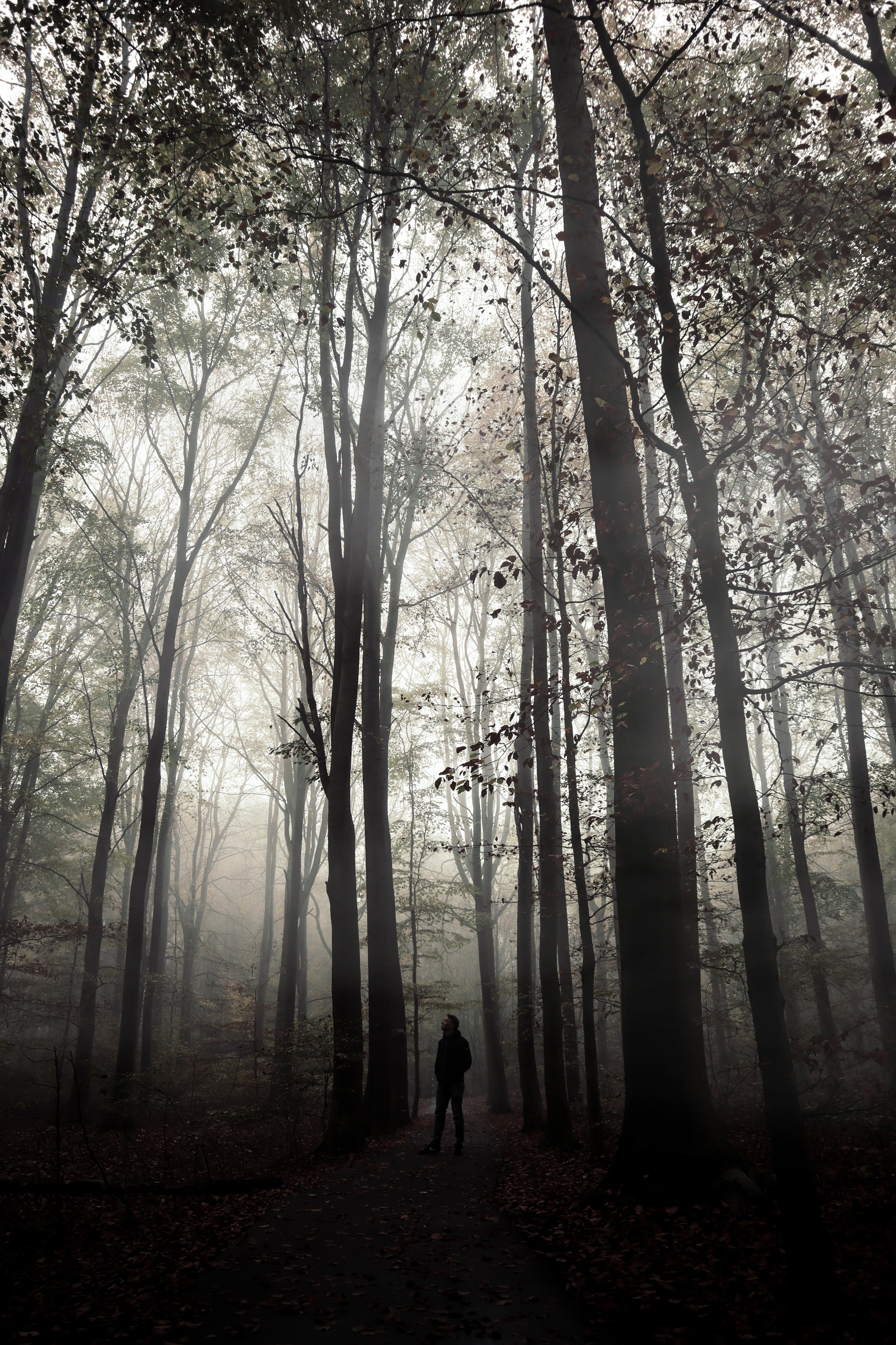 A lone figure stands in a misty forest, evoking a sense of solitude and mystery.