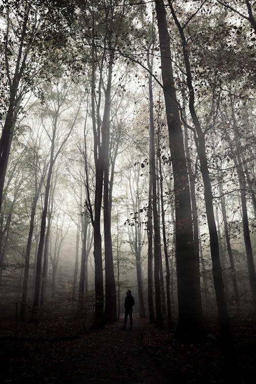 A Man in the Forest in Foggy Weather 