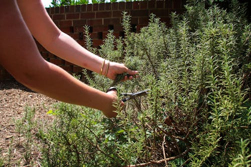 A Person Cutting Rosemary Leaves