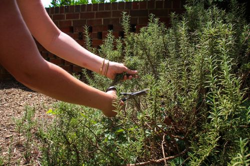 Free Close-up image of a person harvesting rosemary in the garden with scissors. Stock Photo
