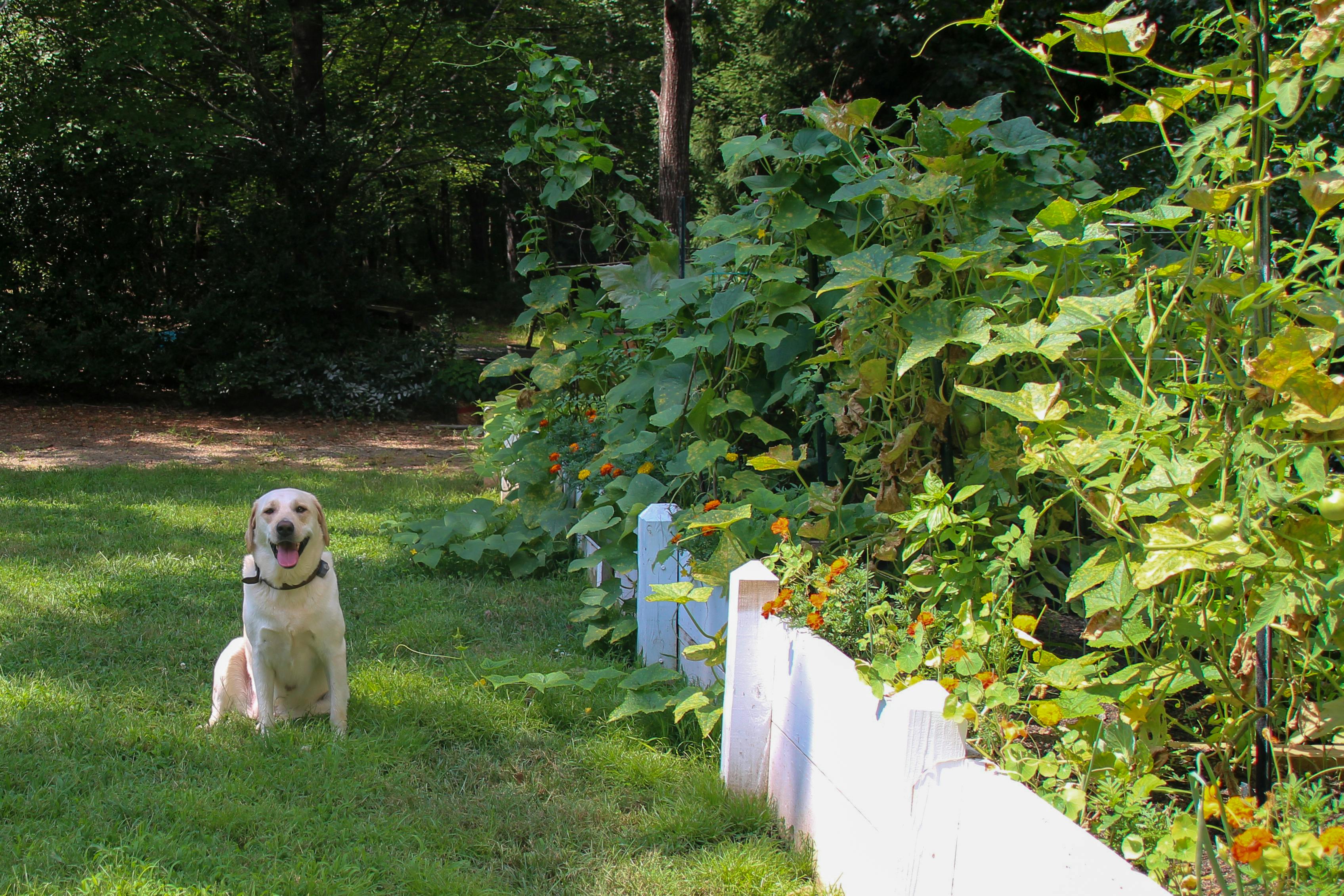 Skipping Companion Planting Benefits