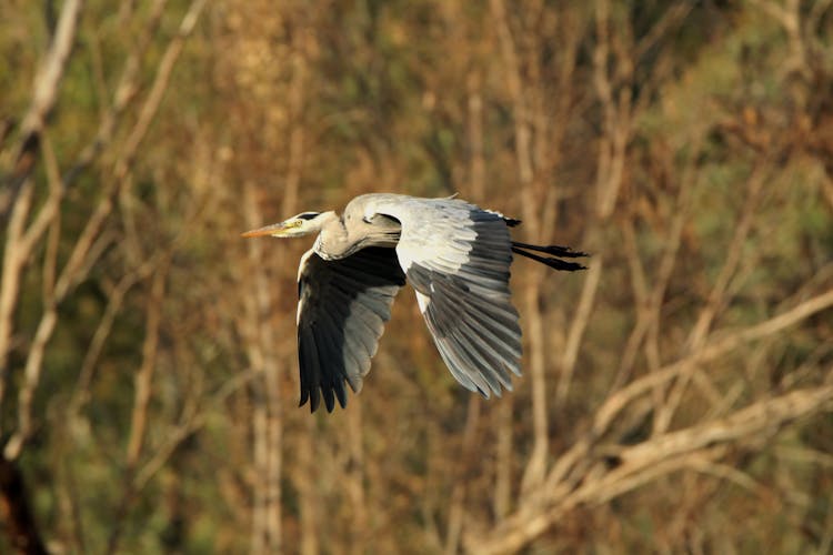 White And Gray Heron Flying