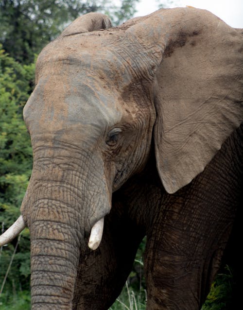 Free Kostenloses Stock Foto zu afrikanischer elefant, baumstamm, dickhäuter Stock Photo