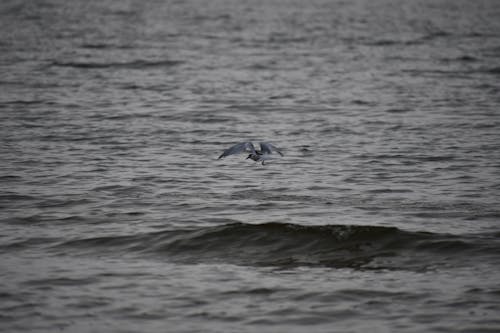 Seagull Flying Above Body of Water